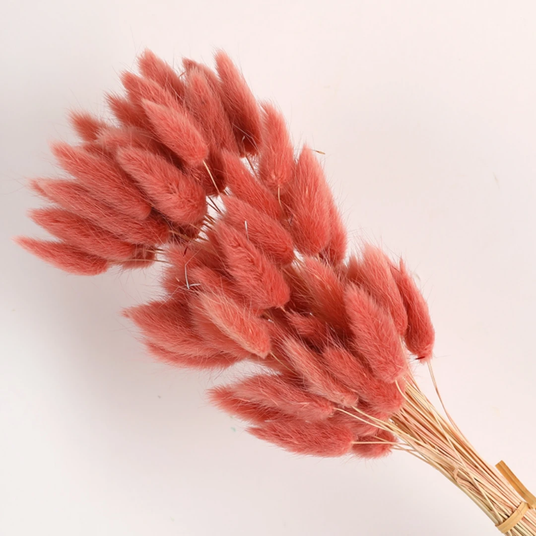 100Pcs Natural Bunny Rabbit Tail Grass Real Dried Flower Home Decor Bouquet Colorful Lagurus Ovatus Wedding Floral Arrangement 20 kf S184be0ab57304a41b145bf2e3148fd698
