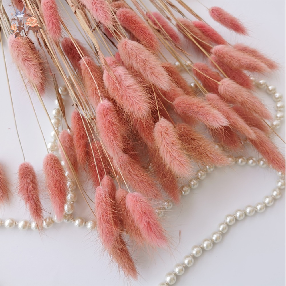 100Pcs Natural Bunny Rabbit Tail Grass Real Dried Flower Home Decor Bouquet Colorful Lagurus Ovatus Wedding Floral Arrangement 12 kf S712b550b2fcb4946b628debf3db6e042T