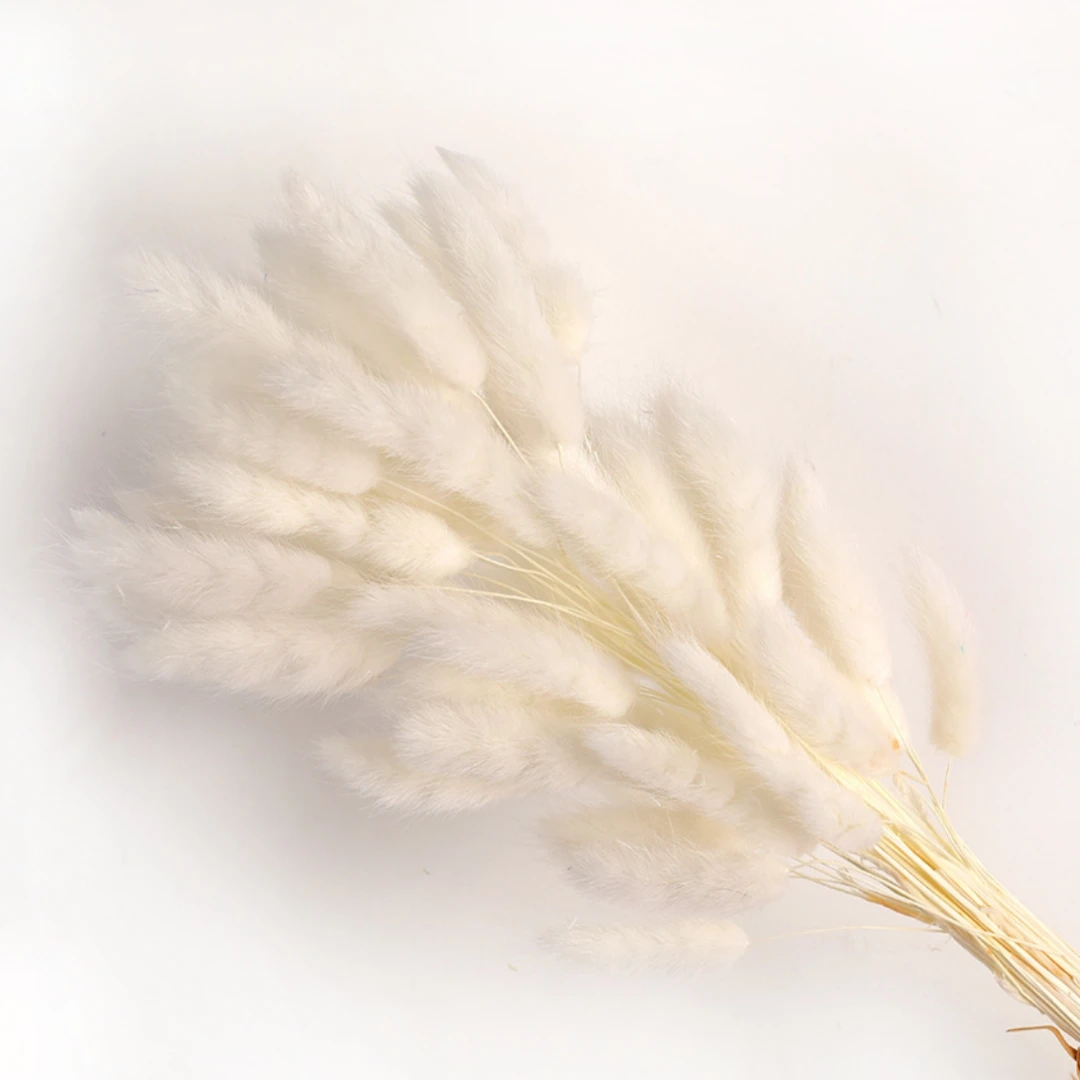 100Pcs Natural Bunny Rabbit Tail Grass Real Dried Flower Home Decor Bouquet Colorful Lagurus Ovatus Wedding Floral Arrangement 15 kf S740ead07ebf24665a5e850675c6bf350q