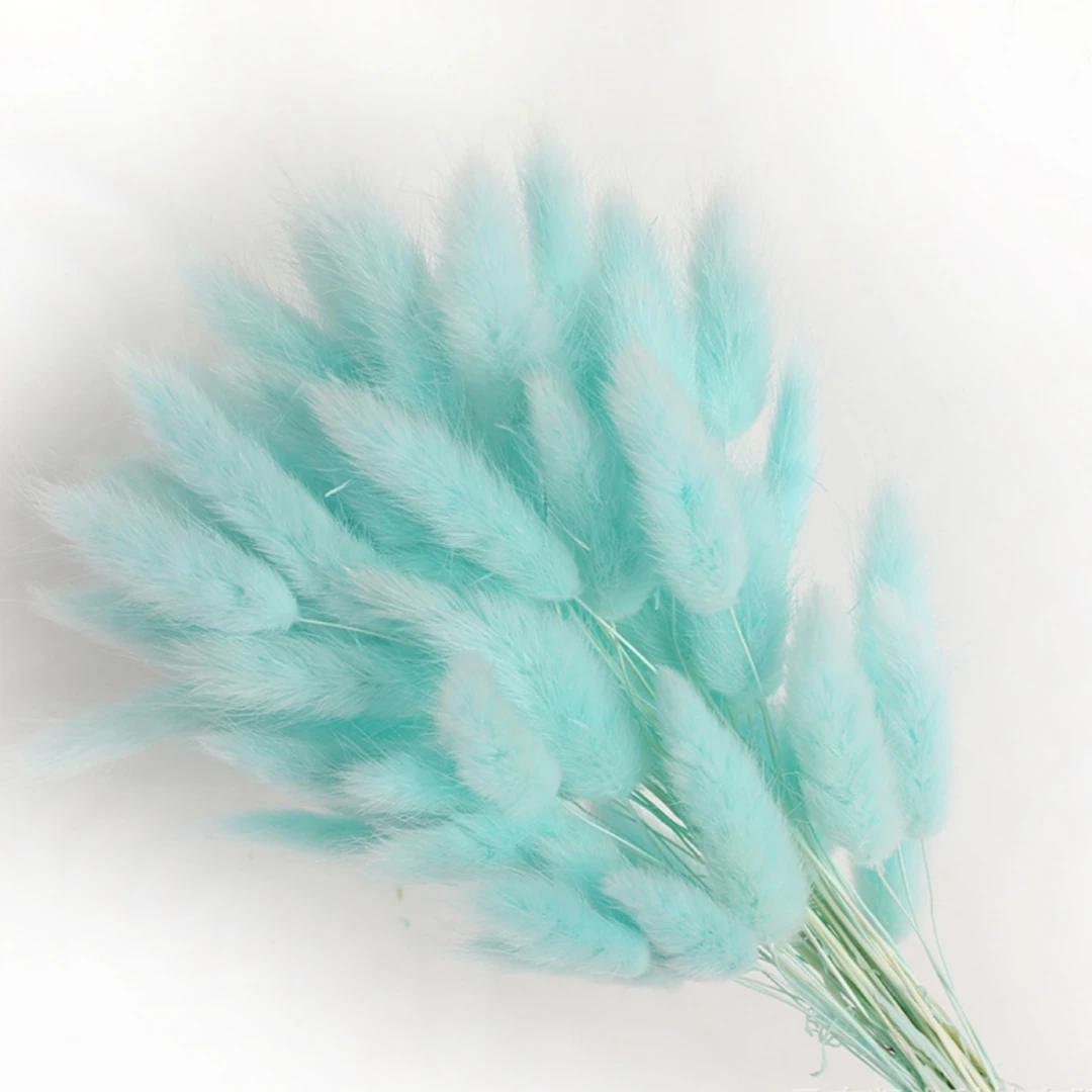 100Pcs Natural Bunny Rabbit Tail Grass Real Dried Flower Home Decor Bouquet Colorful Lagurus Ovatus Wedding Floral Arrangement 28 kf S7e30383834884ecd87240f31e12819a3q