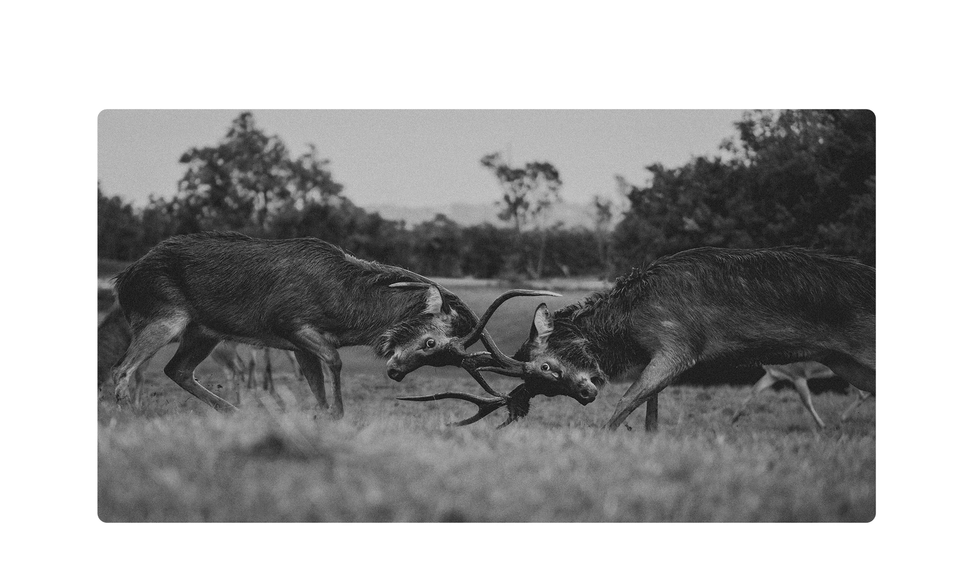 DOOGEE Blade20 Max Rugged Phone 36GB RAM(12+24) 1TB ROM Gemini AI 6.6" 120Hz 11800mAh Battery Android 15 Helio G100 Smartphones 26 kf Sa1e8f6be11fb47b6b55c76a712ed1e96Q