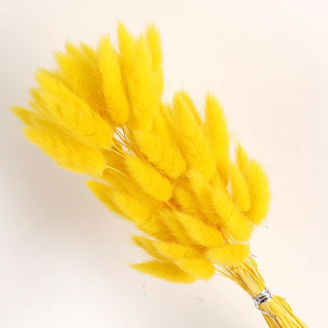 100Pcs Natural Bunny Rabbit Tail Grass Real Dried Flower Home Decor Bouquet Colorful Lagurus Ovatus Wedding Floral Arrangement 25 kf Sa5e7cbeb5509448192792799ce73d1dcO