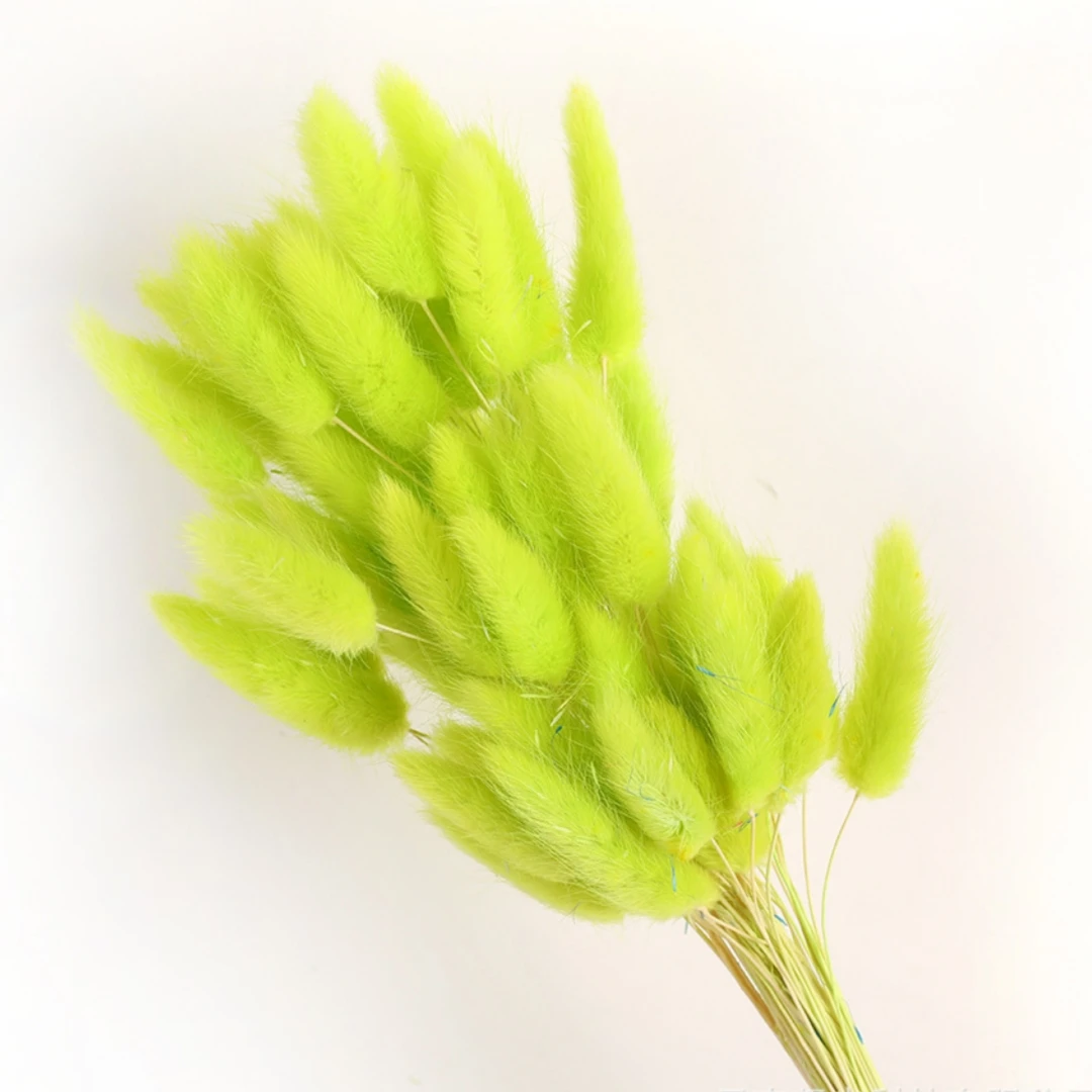 100Pcs Natural Bunny Rabbit Tail Grass Real Dried Flower Home Decor Bouquet Colorful Lagurus Ovatus Wedding Floral Arrangement 22 kf Sa6870233744547788089aeb76e261ee47
