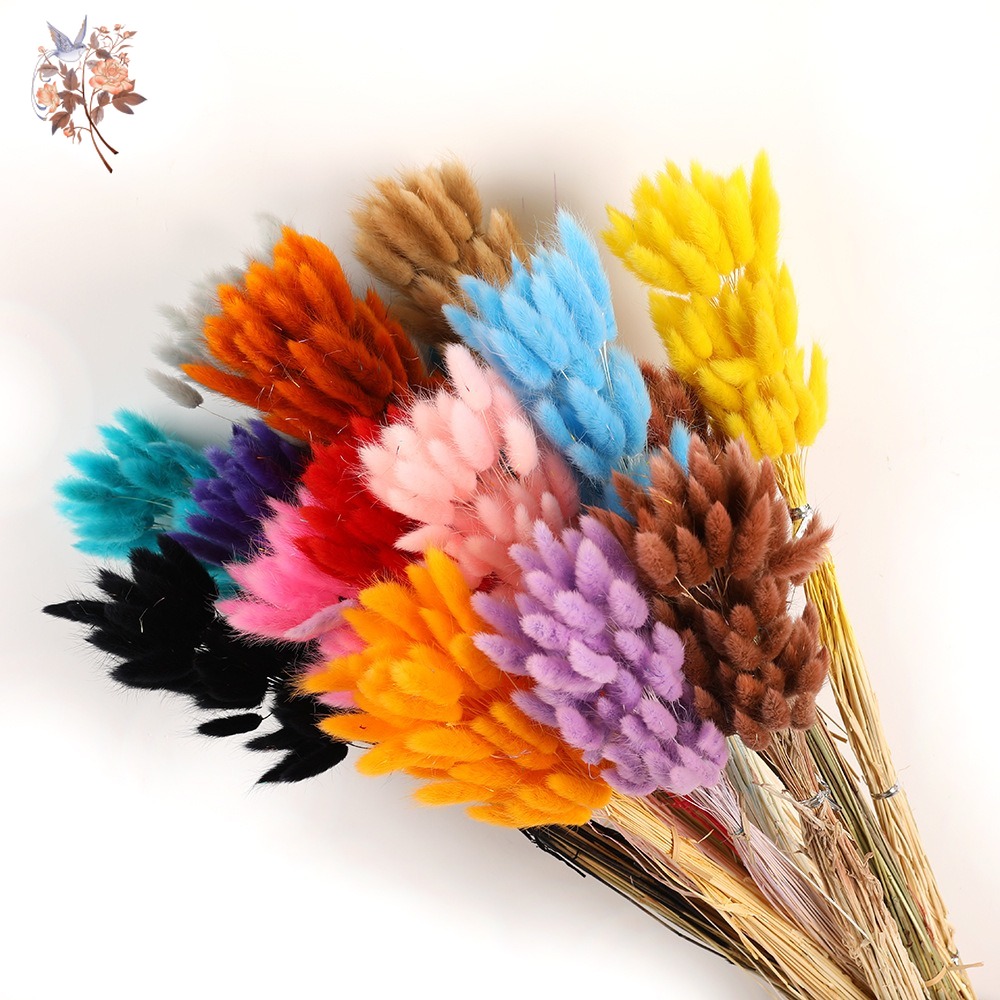 100Pcs Natural Bunny Rabbit Tail Grass Real Dried Flower Home Decor Bouquet Colorful Lagurus Ovatus Wedding Floral Arrangement 9 kf Sd8162e1b431c4b549be4645bf420efe0i