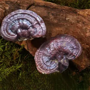New Natural 100% Chinese Changbaishan Wild Ganoderma For Beauty Health DIY Soap Jewelry Wedding Candle Making Home Decoration